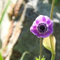 紫色のアネモネ（キンポウゲ科）の花 春の草花ガーデニングの写真