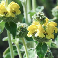 黄色い花が咲くエルサレムセージ（シソ科の多年草）の写真