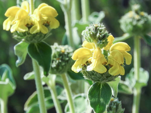 黄色い花が咲くエルサレムセージ（シソ科の多年草）