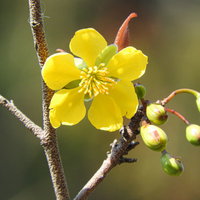 黄色い花が咲くオクナセルラータ、ミッキーマウスの木の常緑低木の写真
