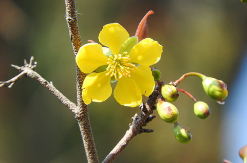 黄色い花が咲くオクナセルラータ、ミッキーマウスの木の常緑低木