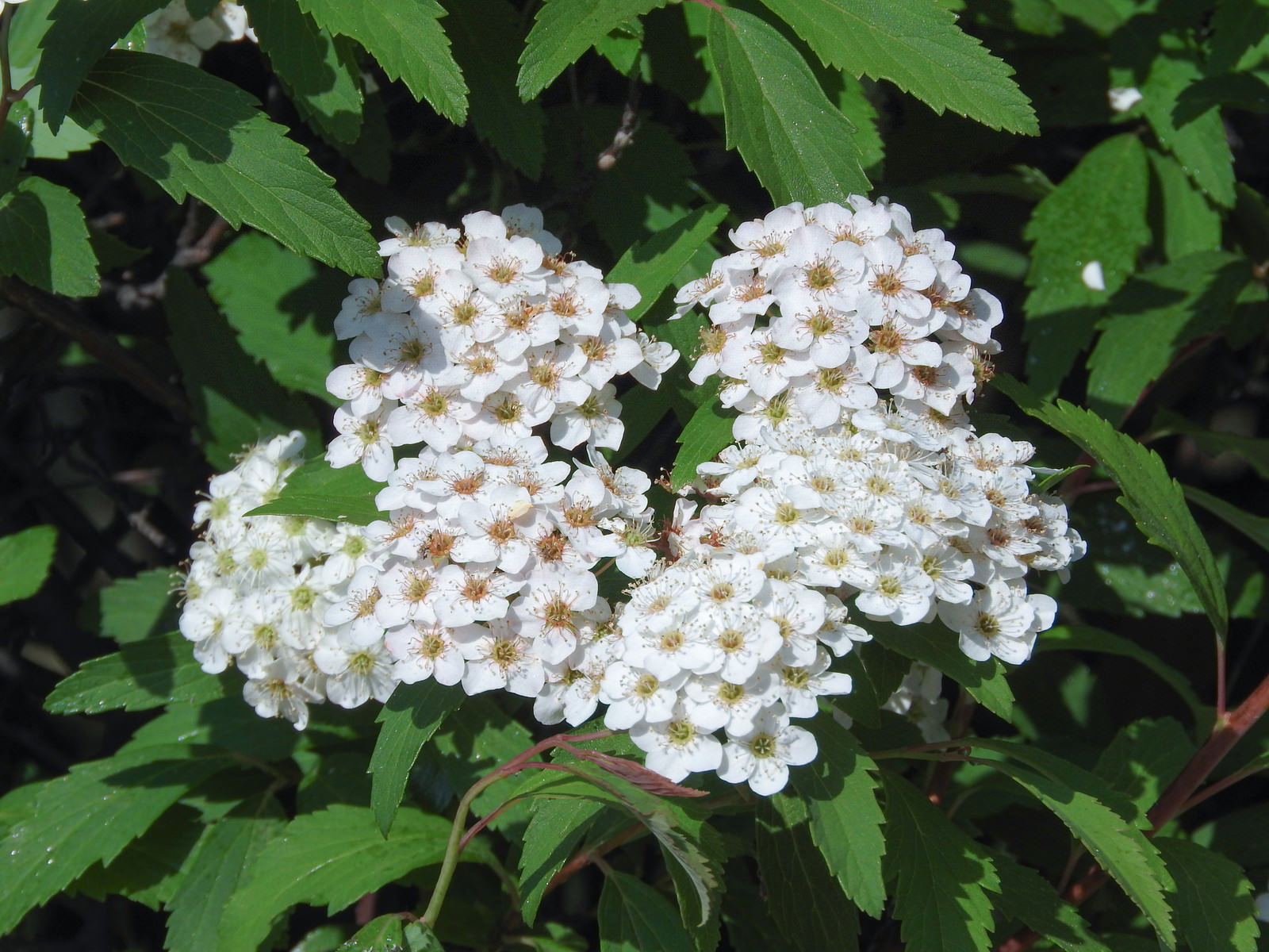 緑の葉に囲まれて咲く白いコデマリの花房
