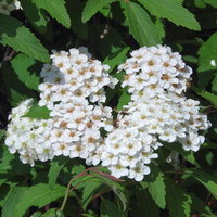 春に咲く白いコデマリの花房、バラ科の落葉低木の写真