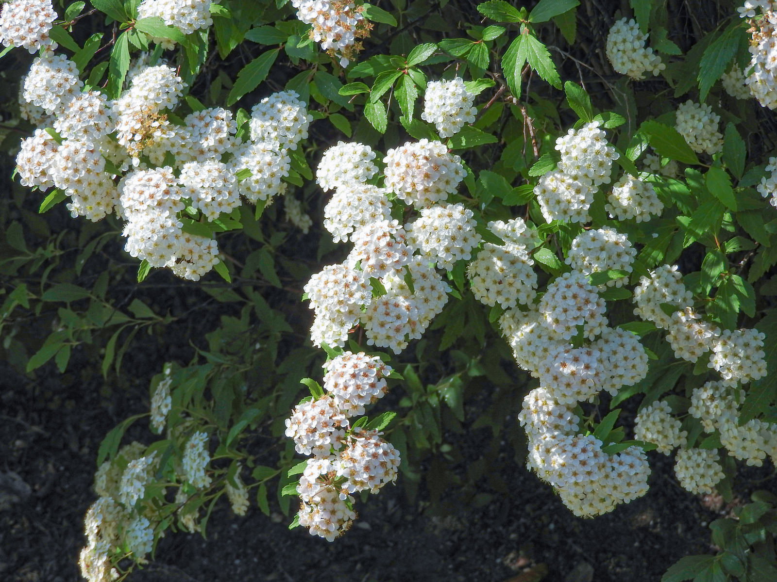 白い小花が球状に密集して咲くコデマリの花と緑の葉