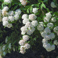 春に咲く白い小花が球状に密集するコデマリの花の写真