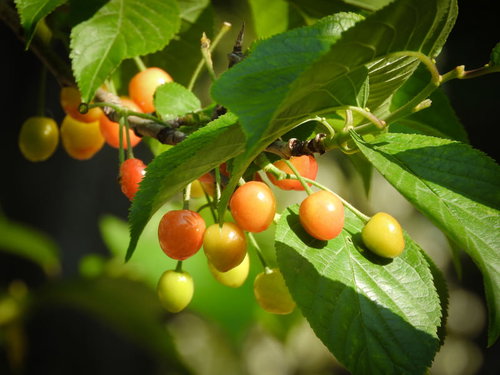 さくらんぼの実がなる枝（黄〜オレンジ）