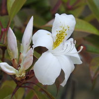 シャクナゲモドキの白い花と黄色い雄しべ、春の庭園の写真