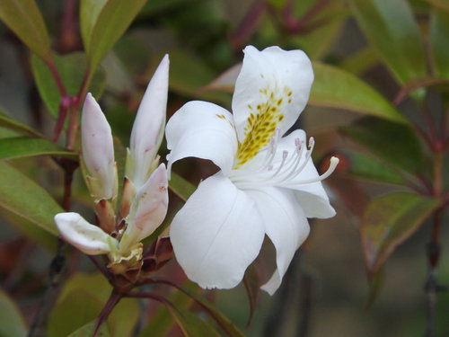 シャクナゲモドキの白い花と黄色い雄しべ、春の庭園