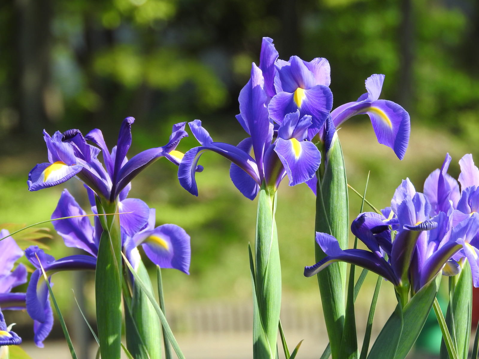 鮮やかな紫と青の花びらを持つダッチアイリスが複数咲いている様子