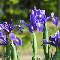 紫と青の花びらが咲くダッチアイリス。多年草の美しい群生の写真