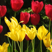 赤と黄色に咲き分けるチューリップの花壇の写真