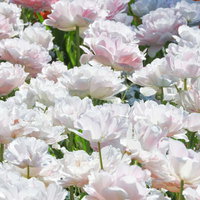 春の花壇に咲き誇るピンクと白のチューリップの写真