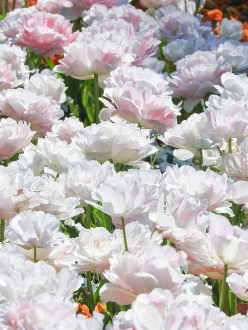 春の花壇に咲き誇るピンクと白のチューリップ