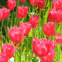 赤とピンクのチューリップが咲く春の花畑の庭園風景の写真