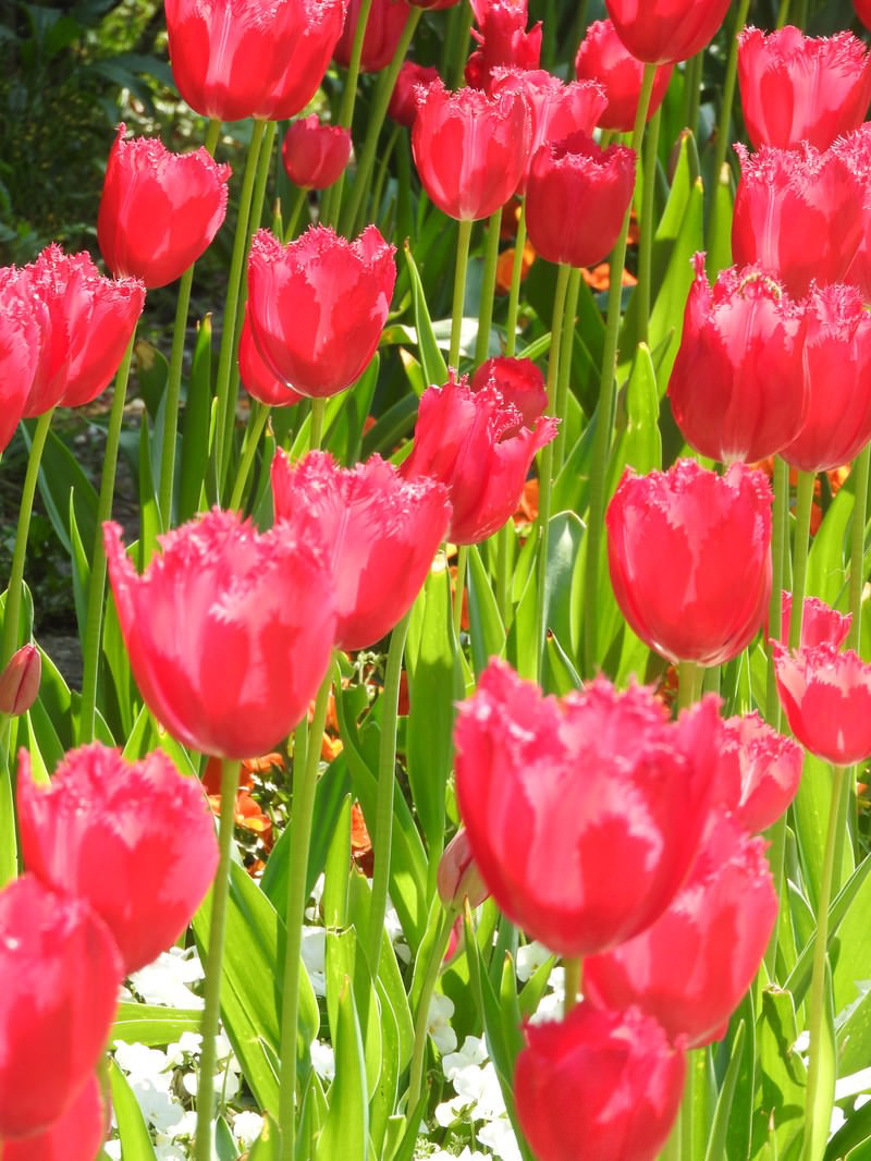 赤とピンクのチューリップが密集して咲く春の花畑