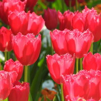 開花したチューリップの花畑の写真