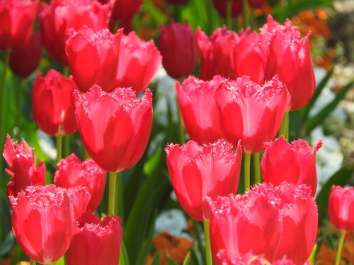 開花したチューリップの花畑