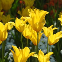 春の庭に咲く黄色いチューリップと緑の葉の写真