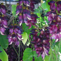 紫色に咲くトビカズラの花房。マメ科のつる性植物の写真