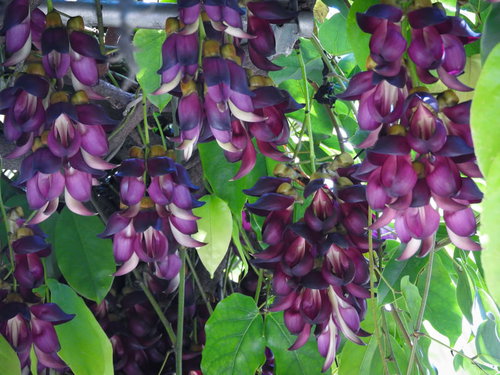 紫色に咲くトビカズラの花房。マメ科のつる性植物