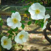 ナニワイバラの白い花とフェンスの写真