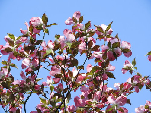 ピンクのハナミズキと青空