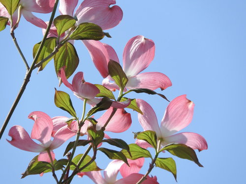 青空を背景にピンク色の花を咲かせるハナミズキ