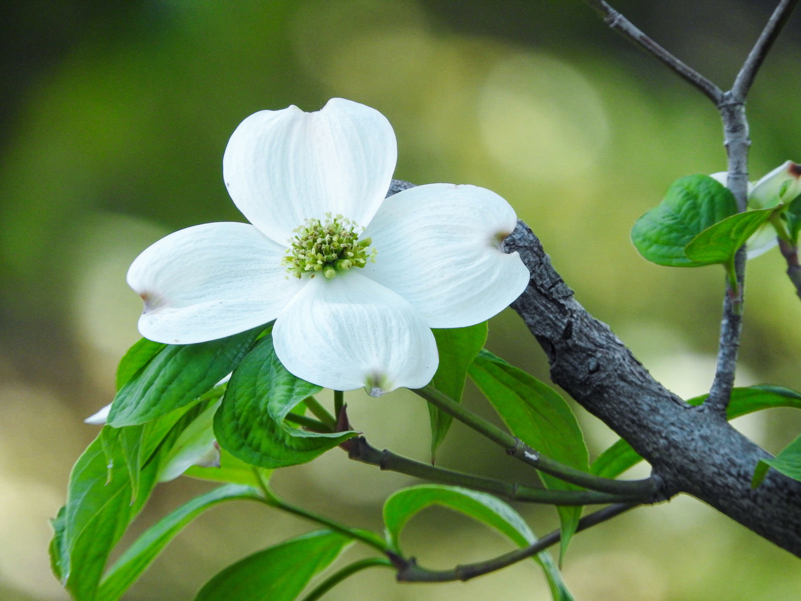 緑の葉に囲まれて咲く白いハナミズキの花