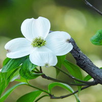 緑の葉に囲まれた白いハナミズキの花、春の庭木の写真