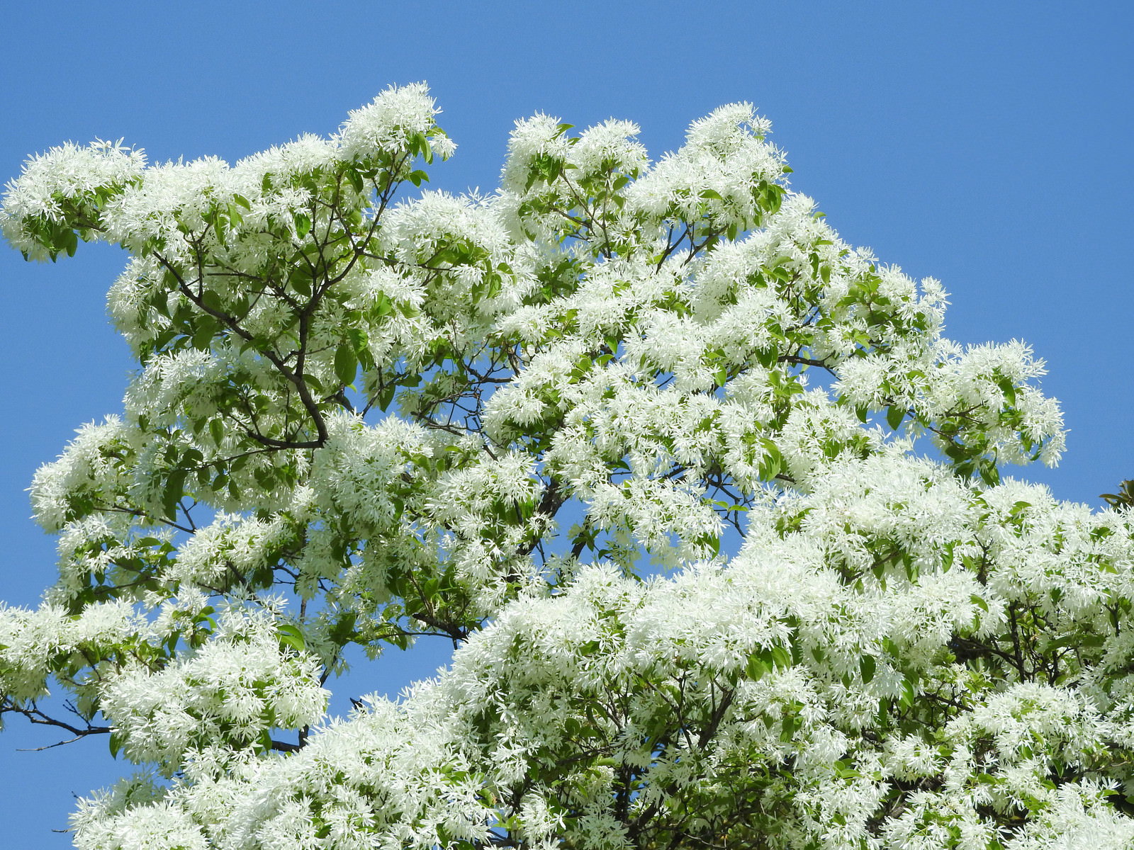 ヒトツバタゴの白い花が満開の木と青空