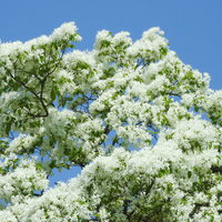 ヒトツバタゴの花が満開の木の写真