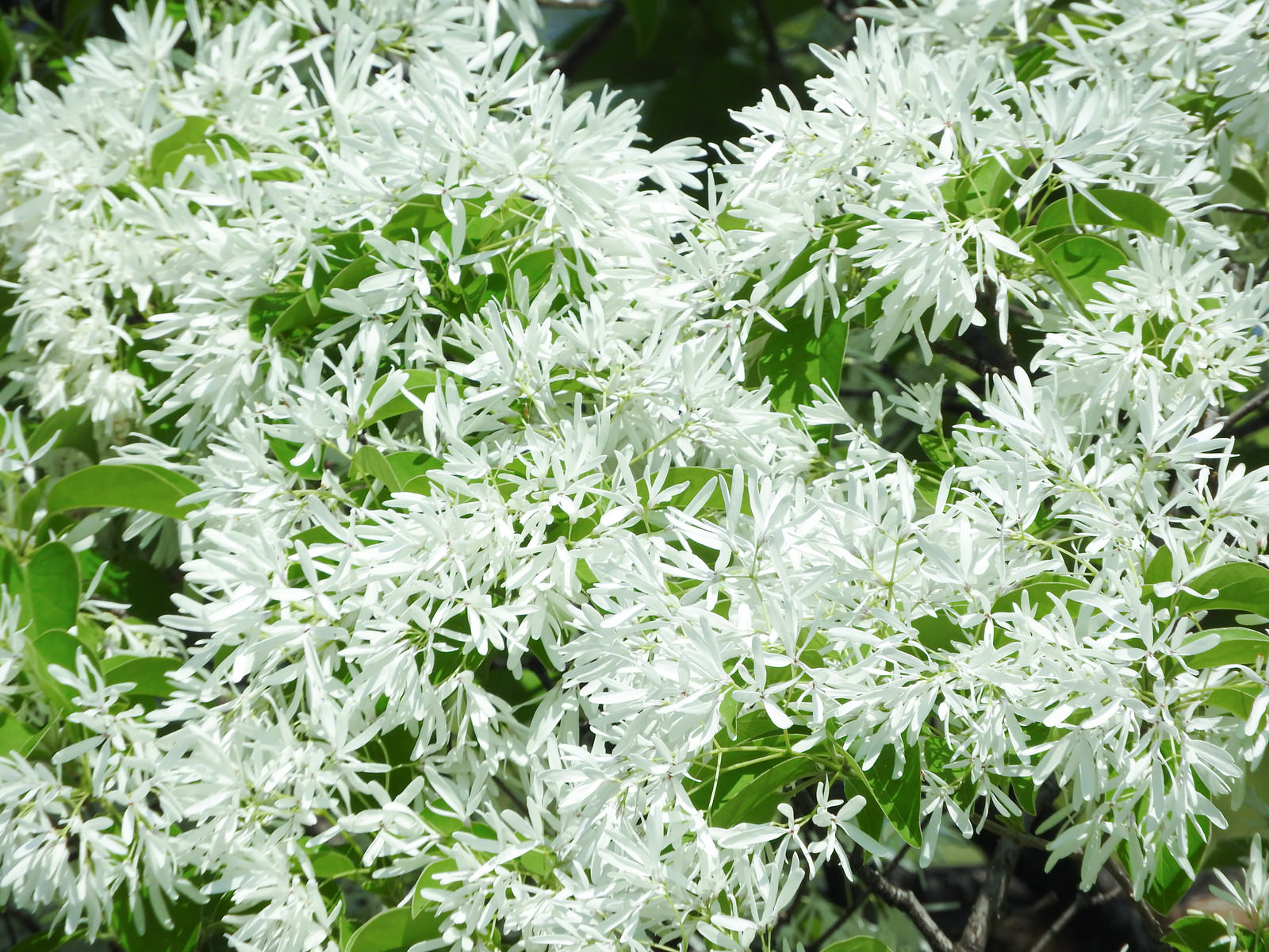 白い細かな花弁が密集して咲くヒトツバタゴの花と緑の葉