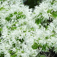 ヒトツバタゴの白い花が咲く庭木と落葉高木の園芸植栽の写真