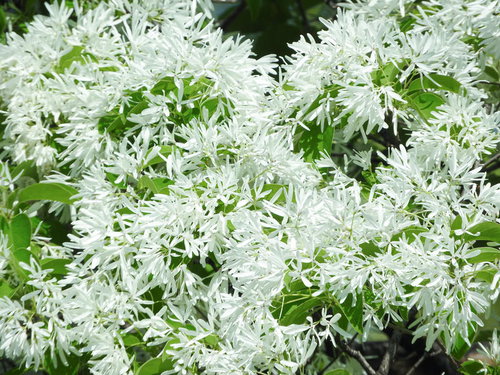 ヒトツバタゴの白い花が咲く庭木と落葉高木の園芸植栽