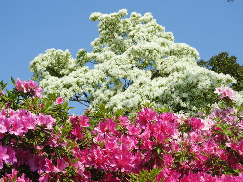 白く咲くヒトツバタゴとピンクのツツジが咲く初夏の庭