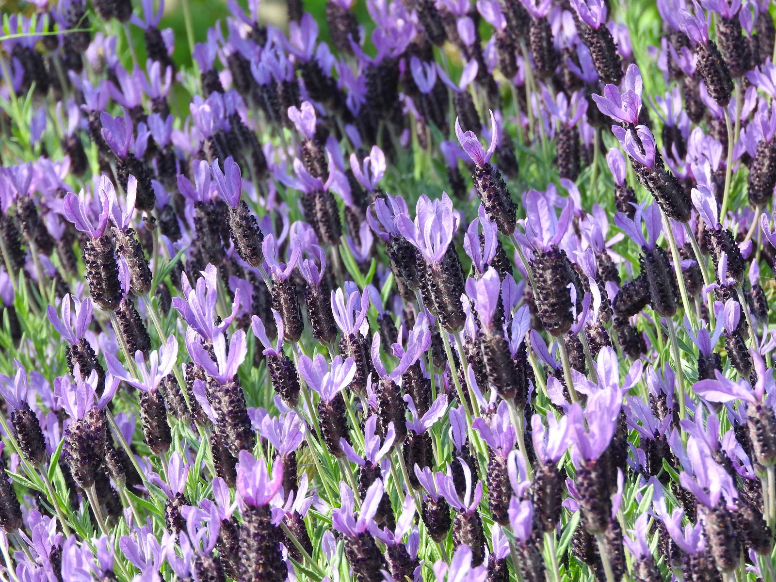 紫色のフレンチラベンダーの花が密集して咲いている様子