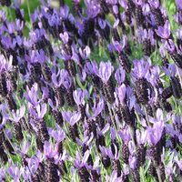 エイボンヴューで紫色に咲き誇るフレンチラベンダーの写真