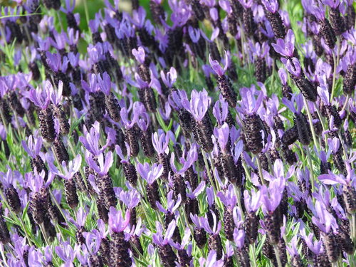 エイボンヴューで紫色に咲き誇るフレンチラベンダー