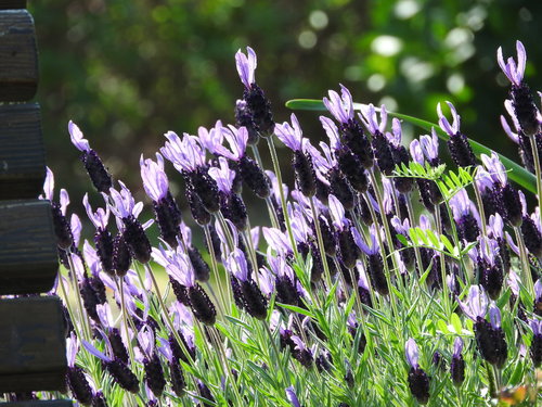 フレンチラベンダー（シソ科）の花穂