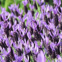 紫色の花穂を開花させるフレンチラベンダーの写真