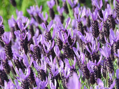 紫色の花穂を開花させるフレンチラベンダー