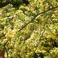 春の庭に咲くモッコウバラの花の写真