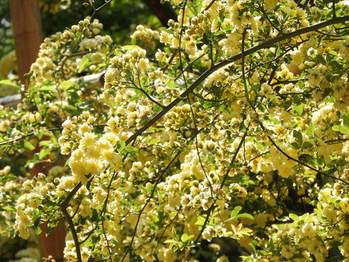 春の庭に咲くモッコウバラの花