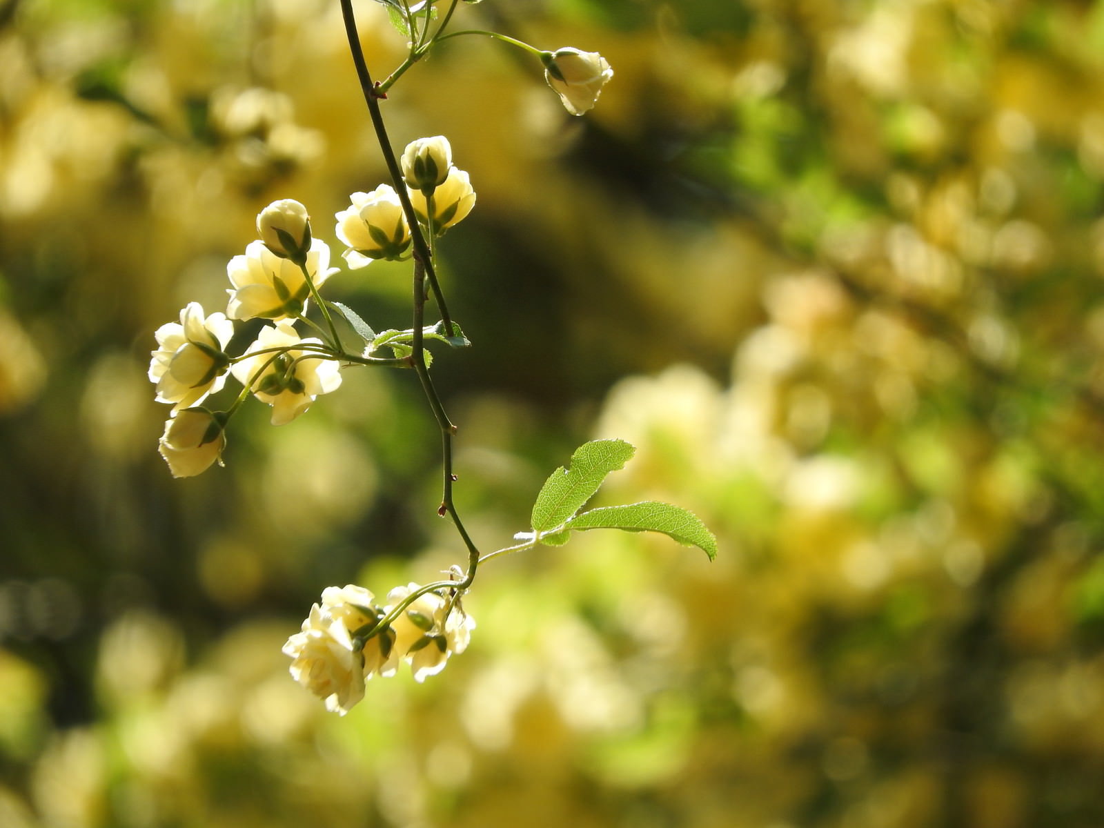 モッコウバラの小花と蕾のクローズアップ