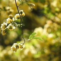 モッコウバラ（バラ科）の花枝と蕾の写真