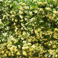 黄色く咲きこぼれるモッコウバラの満開の庭園風景の写真