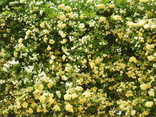 黄色く咲きこぼれるモッコウバラの満開の庭園風景