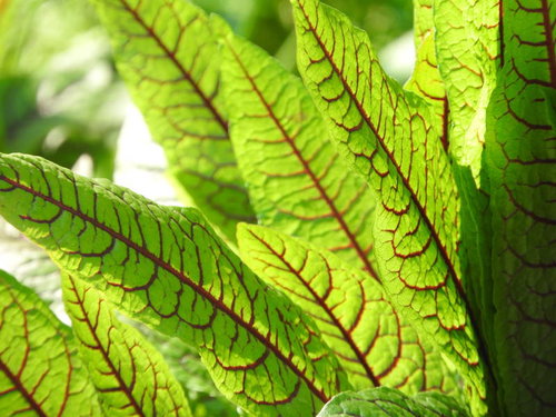 赤い葉脈が特徴のレッドソレル（タデ科）の葉