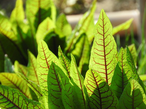 レッドソレルの葉（赤い葉脈）