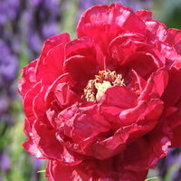 ピンク色に咲く牡丹（ぼたん）の花 春の庭園の写真